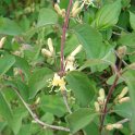Lonicera xylosteum P2A